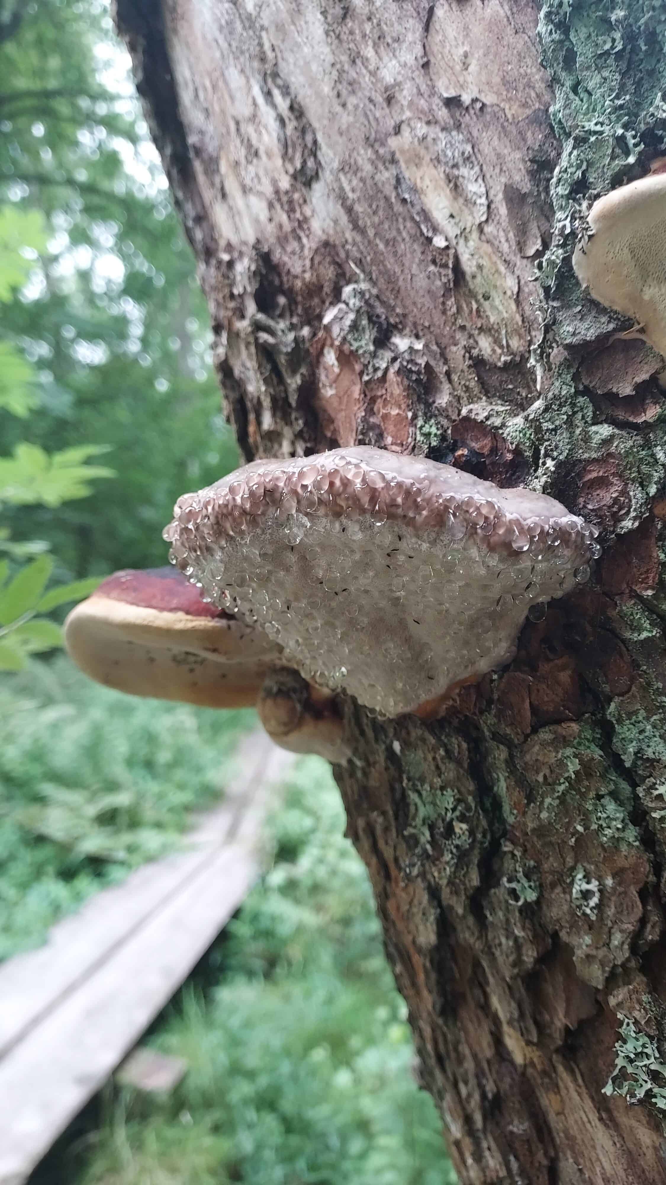 Laajalahden luontopolkua. Etualalla puu, jossa kasvaa kääpä. Taustalla pitkospuut ja vehreä ympäristö.