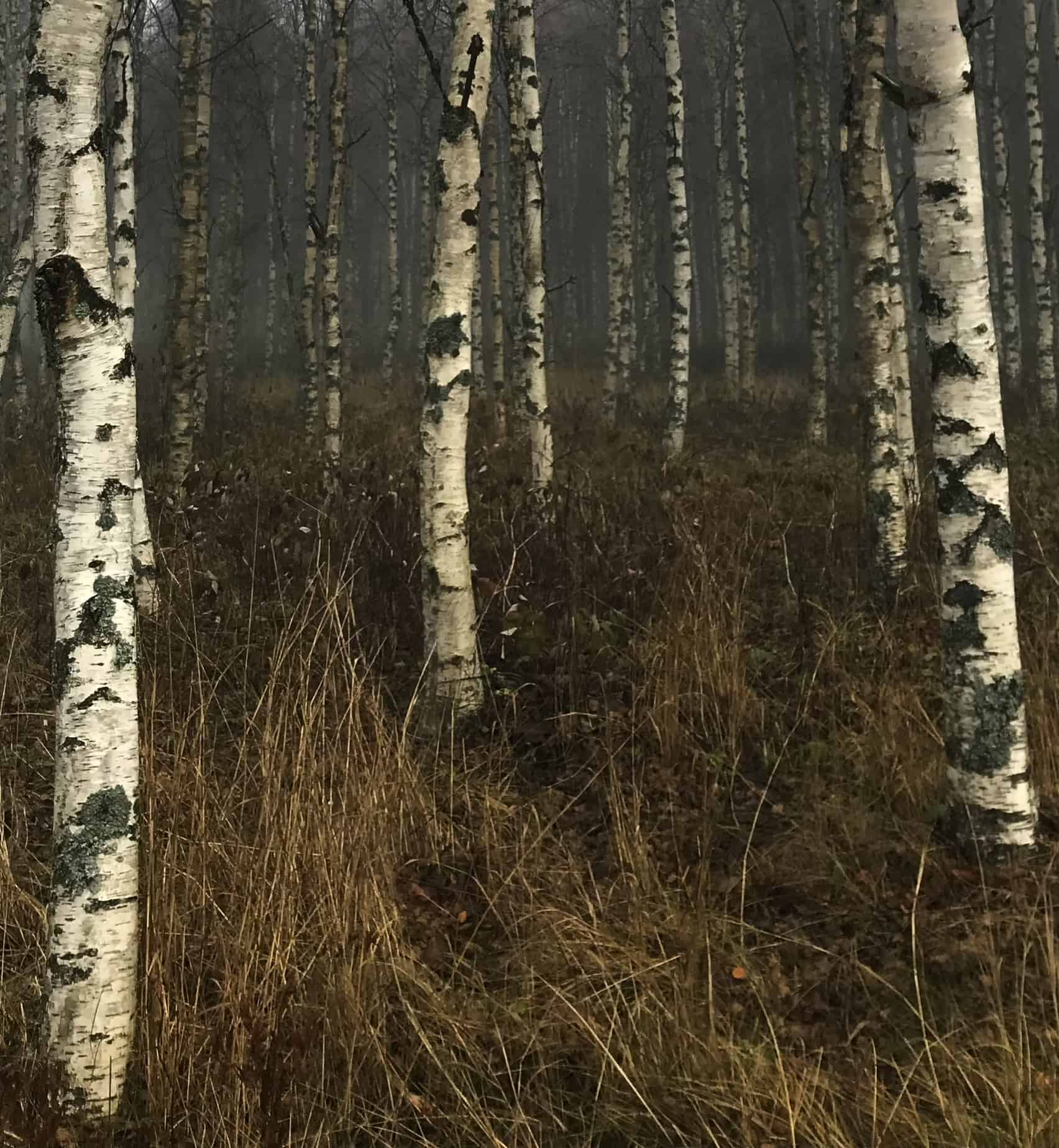 Synkkä ja sumuinen koivikko. Koivujen juurella kasvaa syksyn kellastamaa heinää.