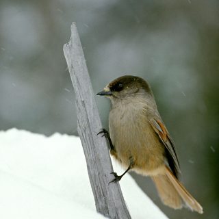 Kuukkeli-lintu talvisessa luonnossa.