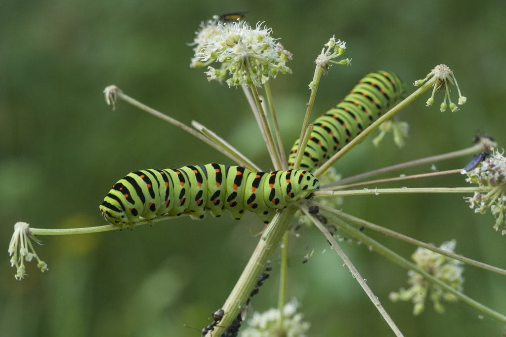 Two butterfly larva at the flower cluster of an Apiacea plant.