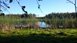 Liten sjö med vass längs Öja skärgårdsled