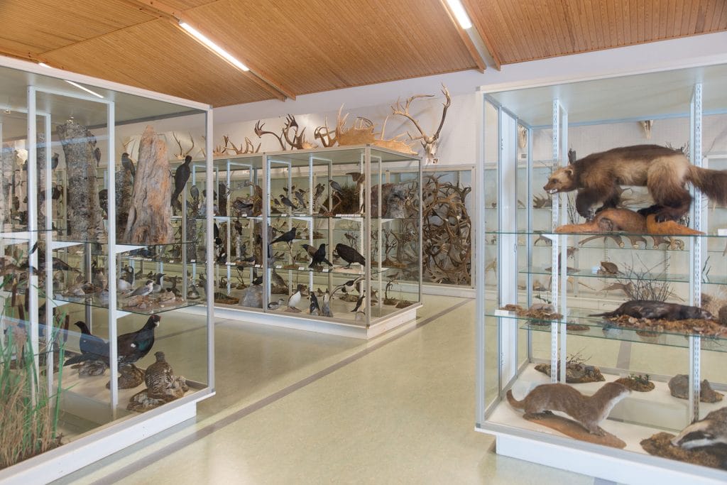 Glass cabinets of Veikko Salkio´s Natural History Collection.