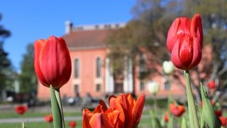 Röda tulpaner med Vartiolinna i bakgrunden.