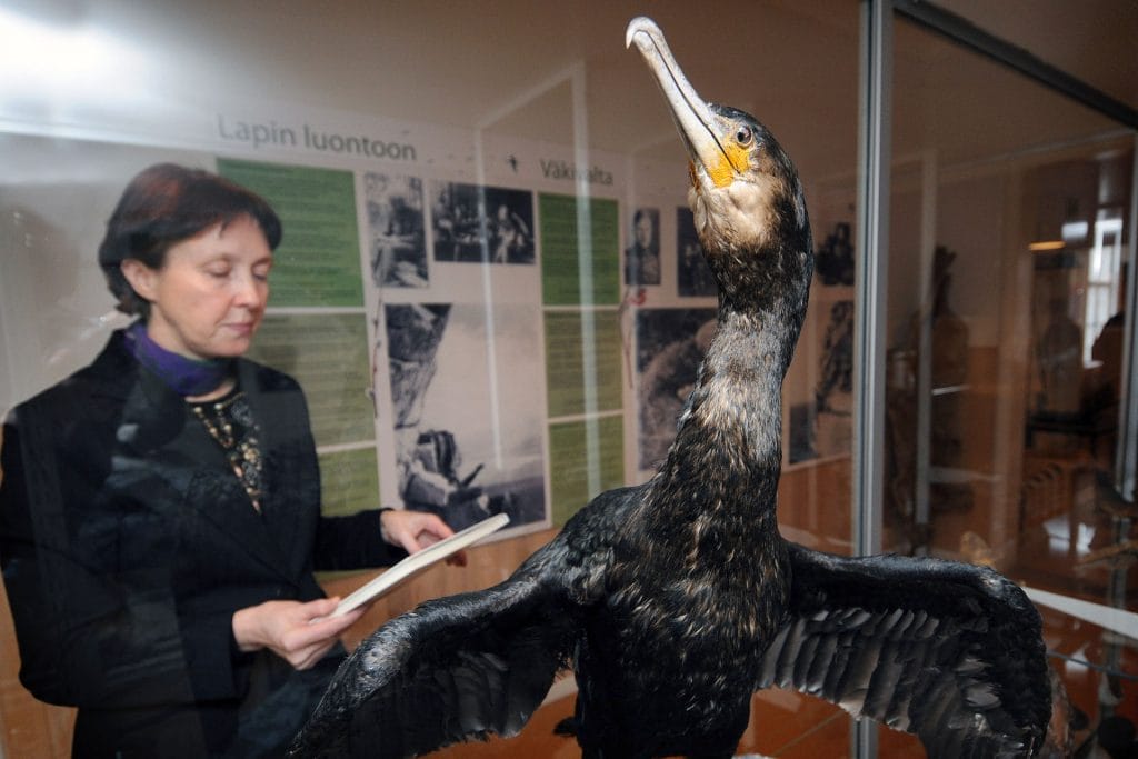 Hyttinen is looking at a book. There is a great cormorant in front of her in a glass cabinet.