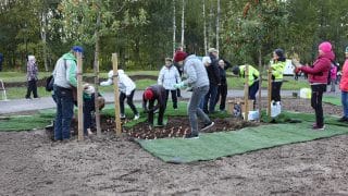 En stor grupp människor planterar tulpaner i Brita Marias park. Planterarna är iförda jackor och munkjackor samt långbyxor. I bakgrunden av planteringsplatsen syns en cykelväg och bakom den finns skog.