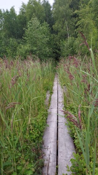 Duckboards among the shoreline reedbeds.