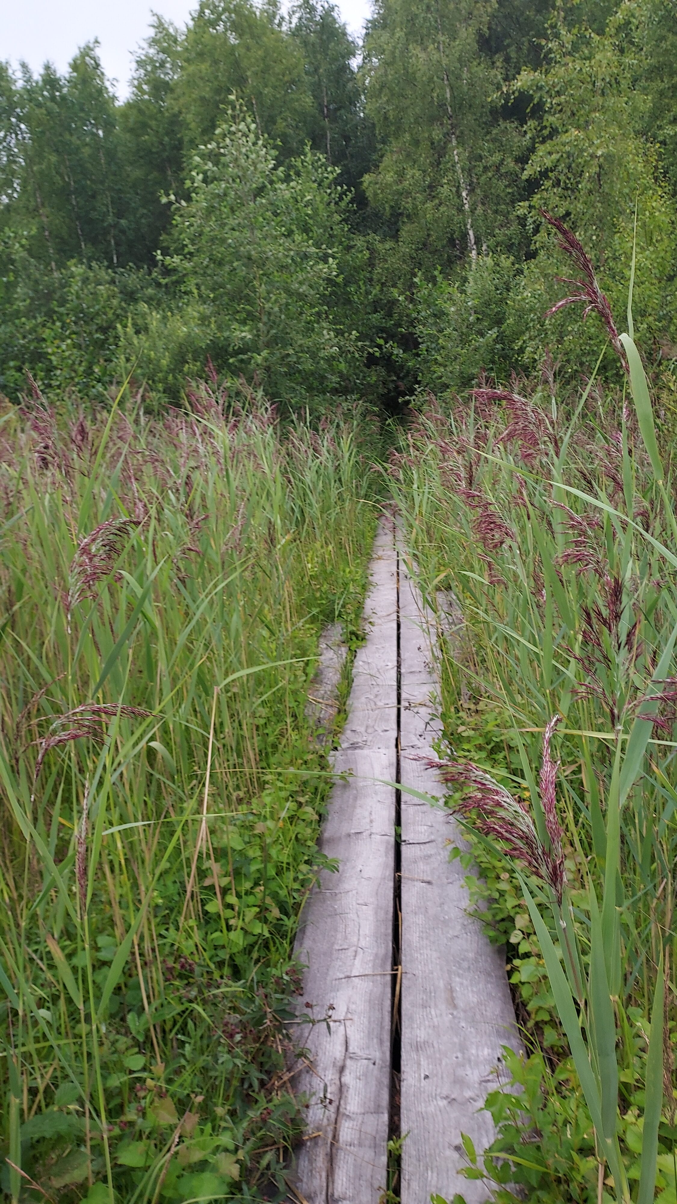 Duckboards among the shoreline reedbeds.