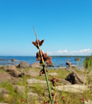 Seascape along the Trullevi trail.