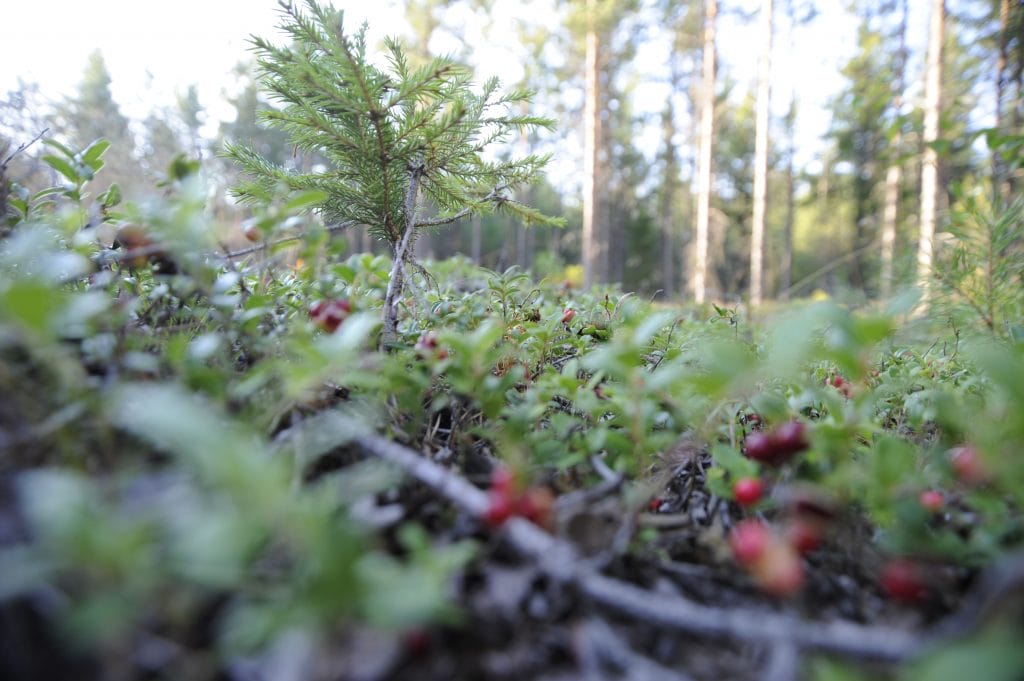 Forest and berries