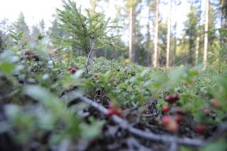 Forest and berries