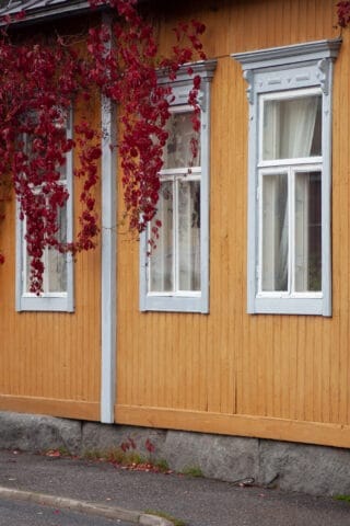 Keltaisen puutalon seinää pitkin kasvava villiviini.