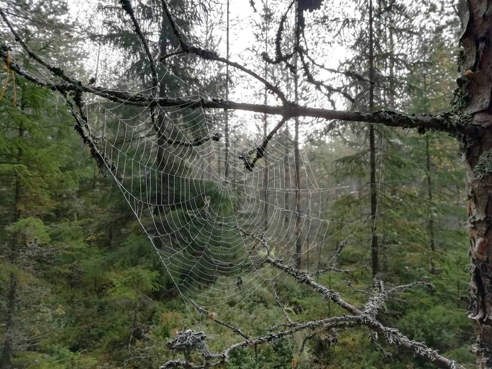 Vanhaa, monimuotoista metsää