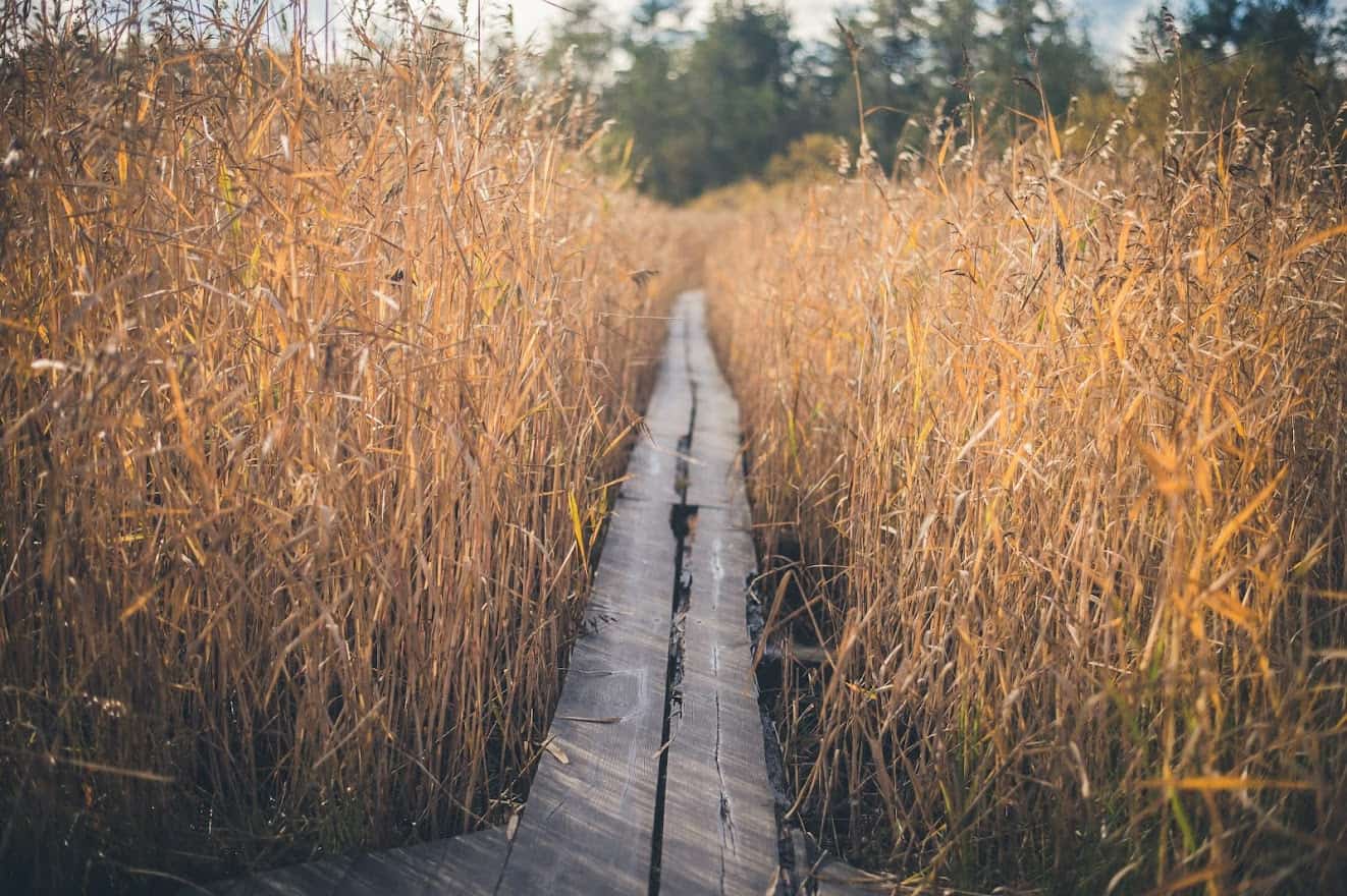 Pitkospuut syksyisen kaislikon keskellä, taustalla metsää