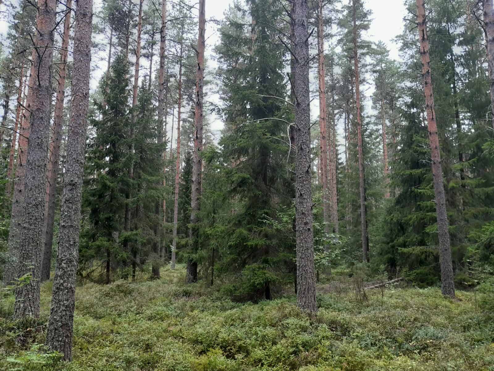 Syksyinen metsä, jossa mäntyjä,. kuusia ja lehtipuita