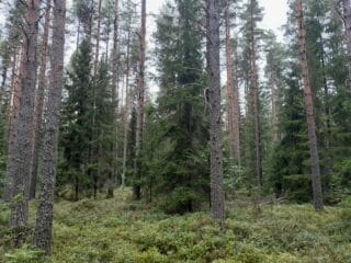 Syksyinen metsä, jossa mäntyjä, kuusia ja lehtipuita