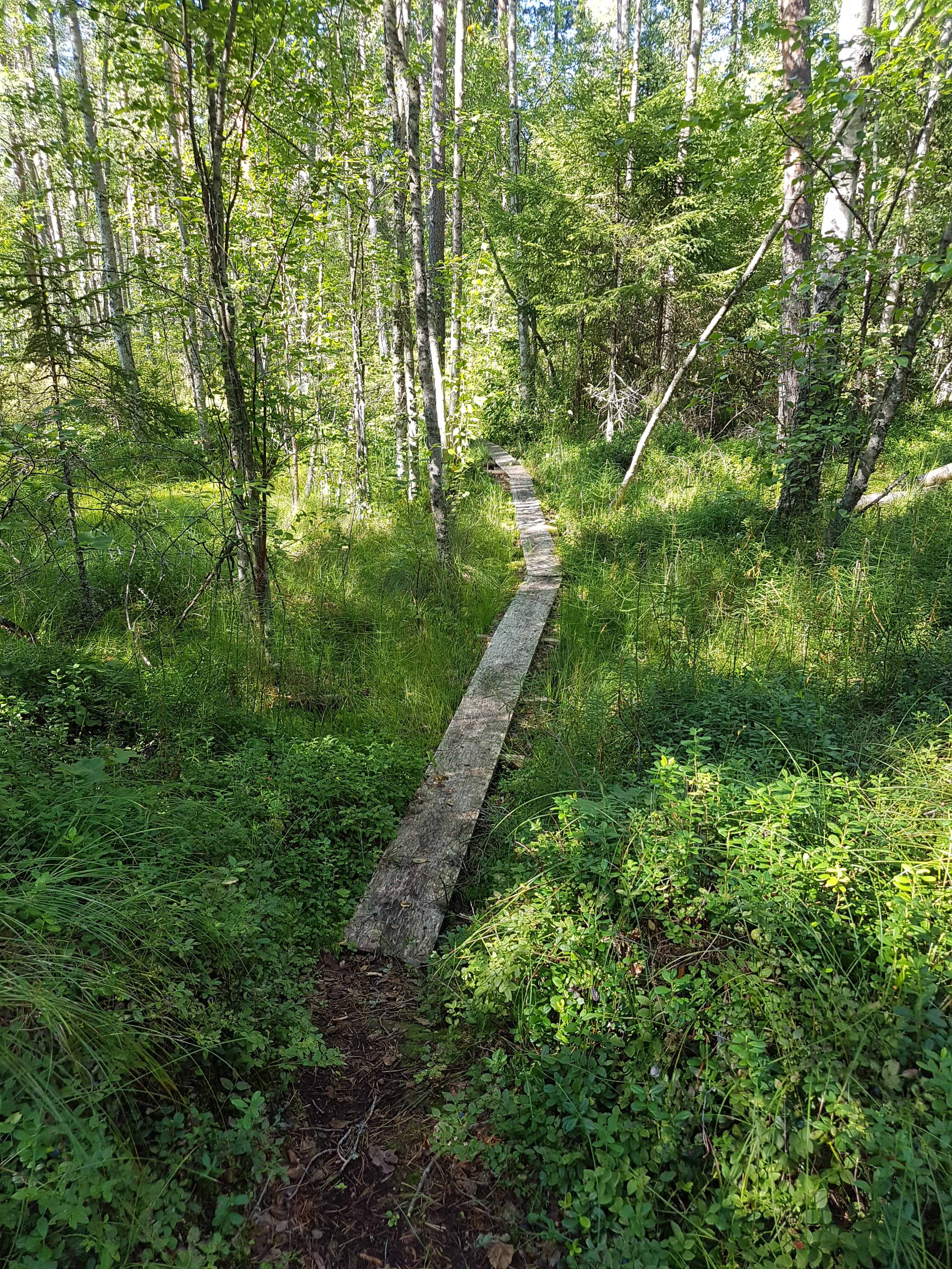 Metsän keskellä kulkevat pitkospuut.