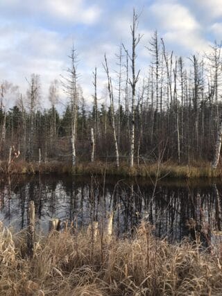 Perhonjoki