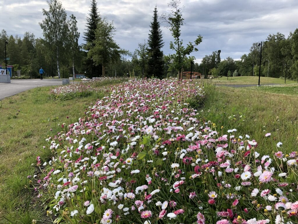 Ketokukista muodostuva kukkakierre osana puistoaluetta