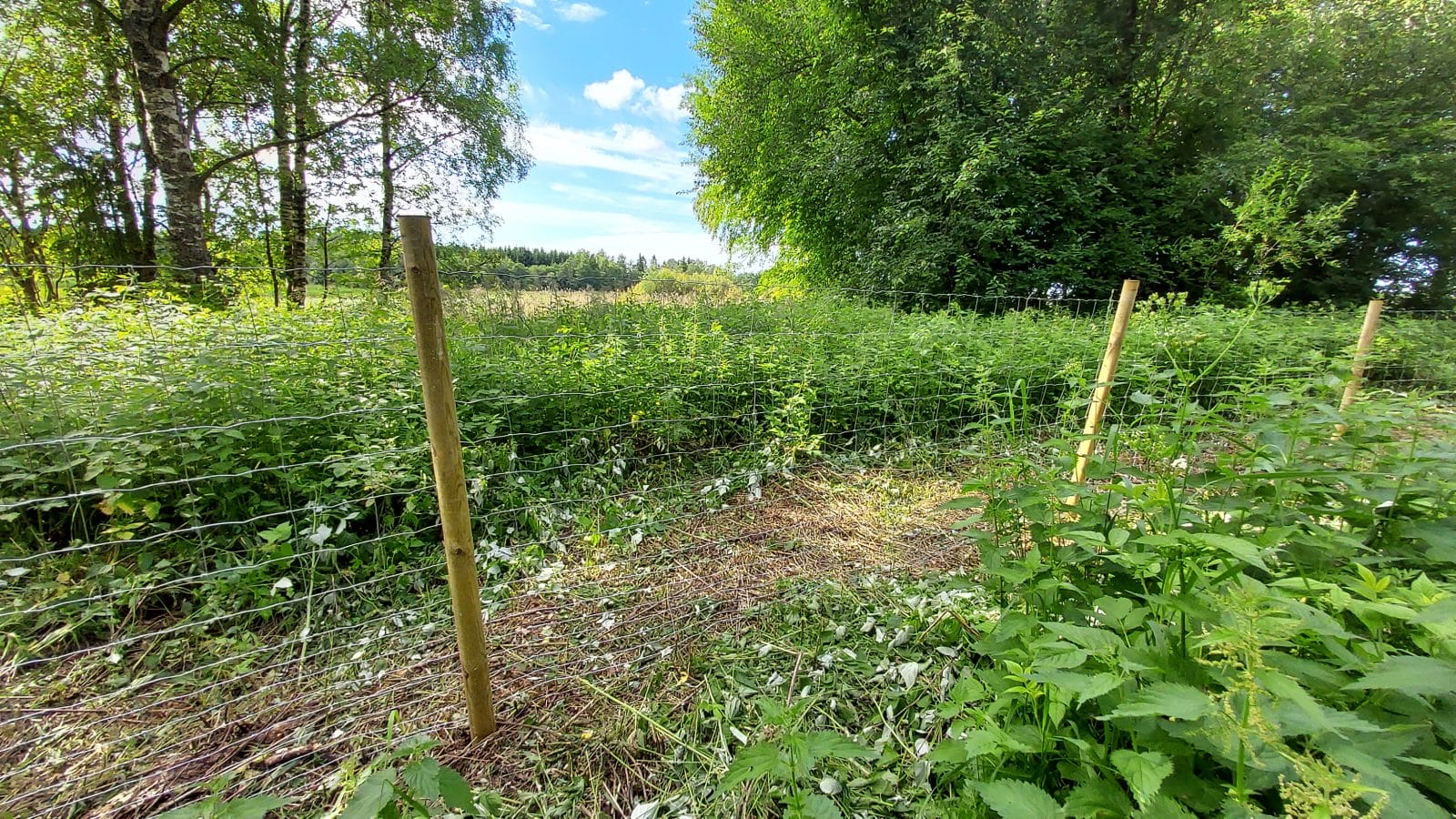 Rakennettua aitaa Torsön laidunalueella. Vehreä alue rannan tuntumassa.