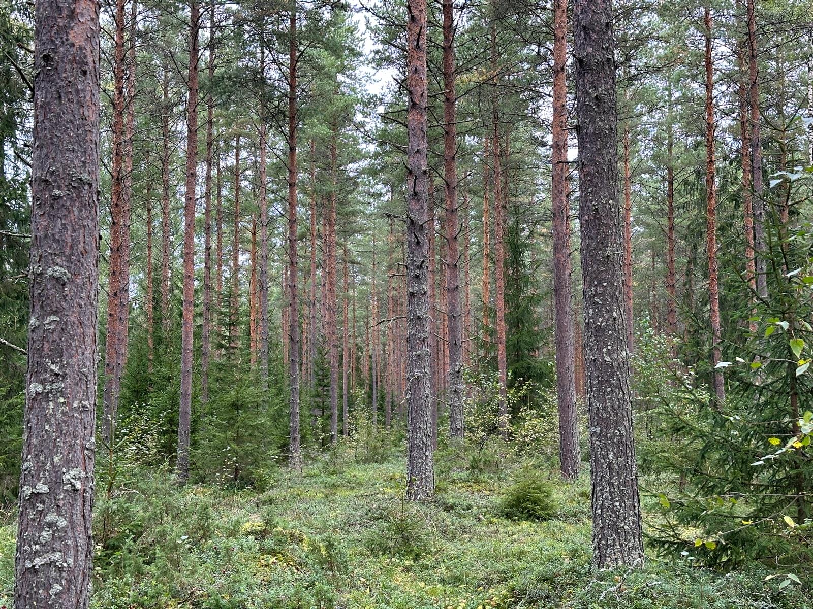 Mäntymetsää, jossa runsaasti aluskasvillisuutta. Puiden rungot erottuvat vihreää taustaa vasten.