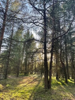 Auringovalon säteet osuvat maahan mäntymetsän keskellä.
