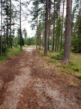 Harrinniementietä kohti kuljettaessa polku muuttuu maapohjaiseksi. Polulla on runsaasti havunneulasia ja sitä ympäröi havupuut.
