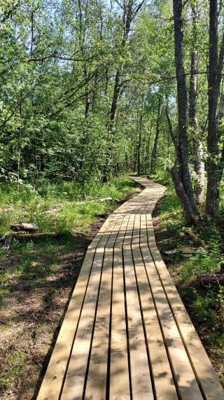 Uudet pitkospuut kulkevat vehreän lehtomaisen metsän siimeksessä. Pitkospuille muodostuu valon ja varjojen leikki.