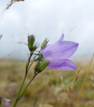 Harrinniemellä kasvaa niittykasveja. Kissankello on violetti.