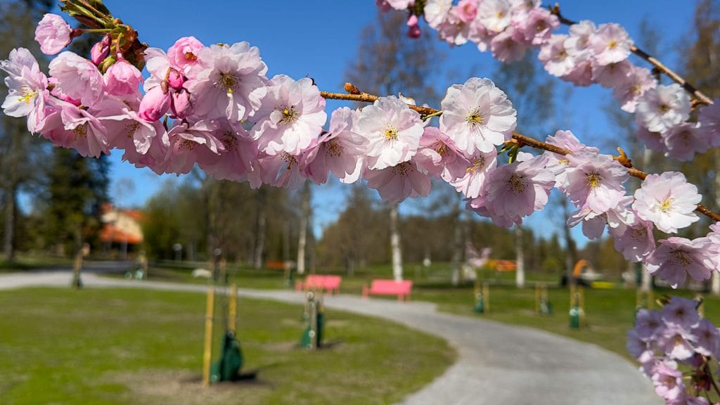 Kirsikkapuu kukkii puistoalueen etualalla.