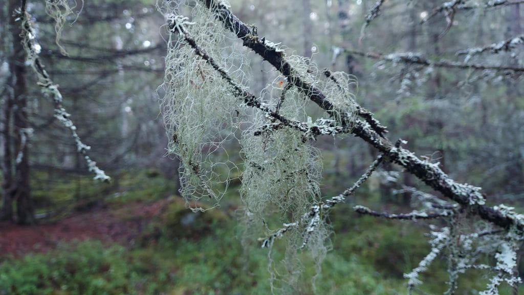 Trullevissa on vanhaa metsää. Puiden oksilla kasvaa runsaasti naavaa.