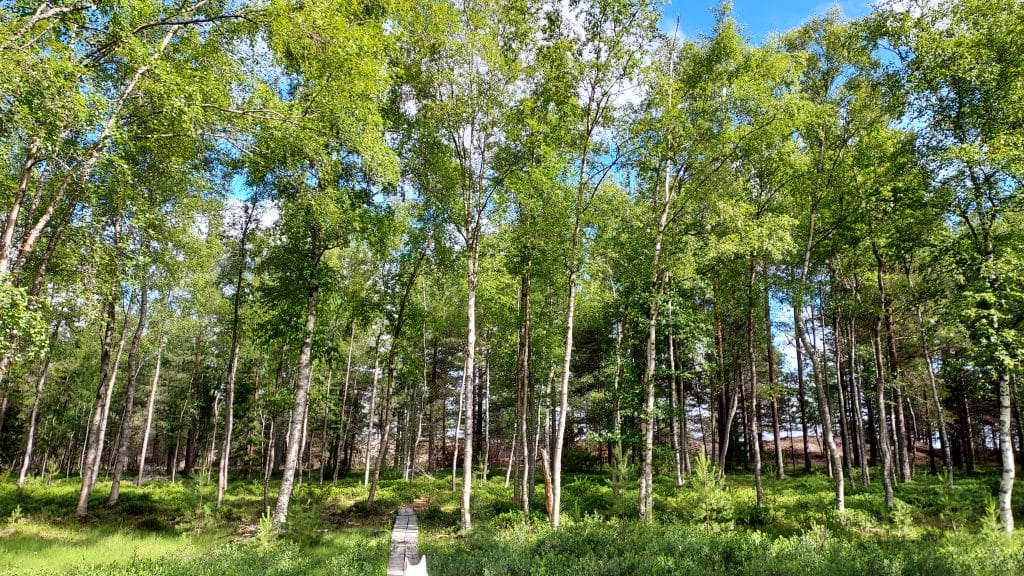 Maankohoamismetsää Karipolulla. Edustalla koivikkoa, jonka keskellä kulkee pitkospuureitti kohti dyynejä.