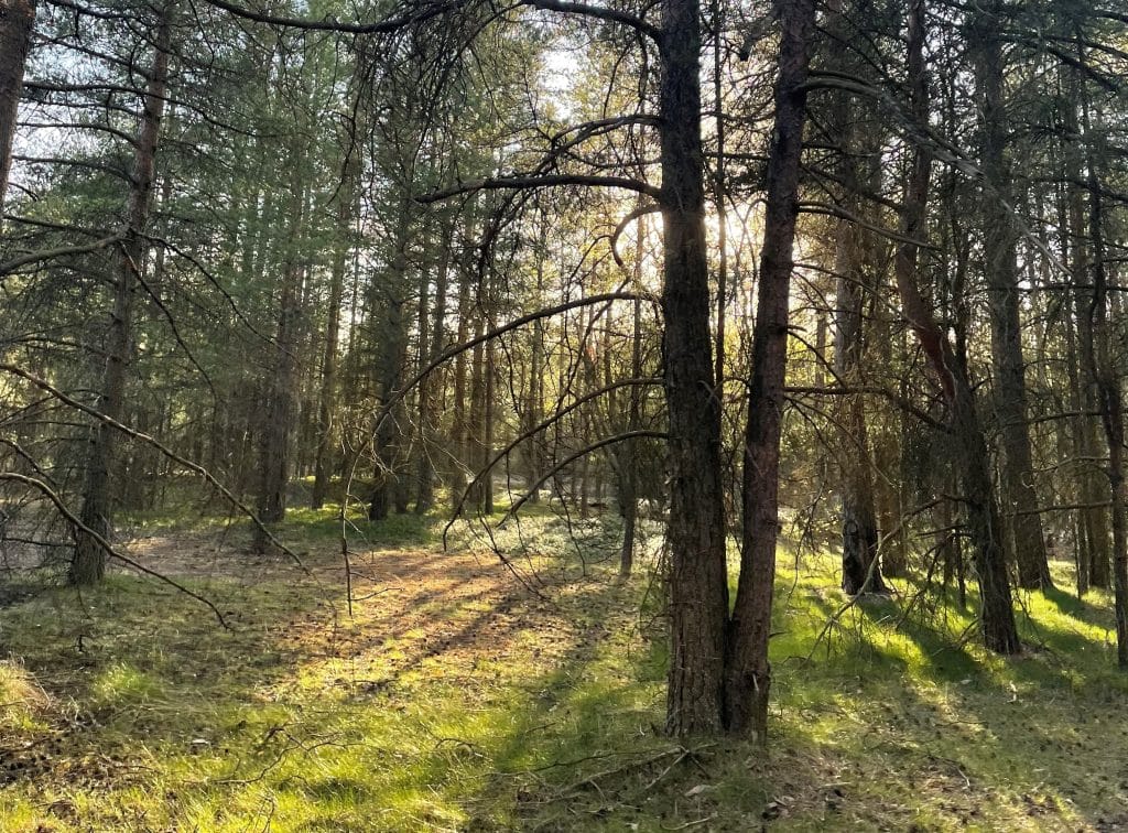 Auringonvalo kajastaa mäntymetsässä luoden maahan puista varjoja.