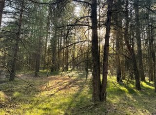 Auringonvalo kajastaa mäntymetsässä puiden lomasta luoden maahan ouista varjoja.