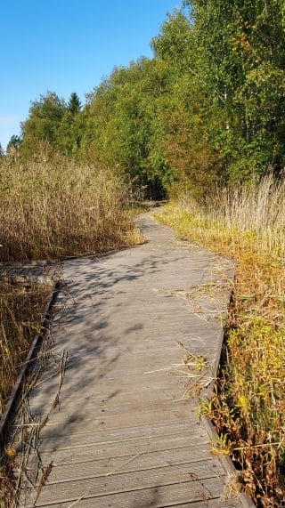 Lankkupolku levenee tasaisesti molempiin suuntiin. Vasemmalle haarautuu pistoreitti.