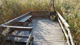 Panoramic deck in the middle of the reeds.