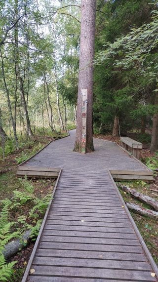 Polku levenee molemmille puolille. Polun keskellä on puun runko. Oikealla puolella levennyksen kohdalla on penkki, jossa ei ole kaiteita. 