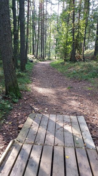 Silta päättyy ja polku muuttuu maapohjaiseksi. Polulla on juurakkoa.