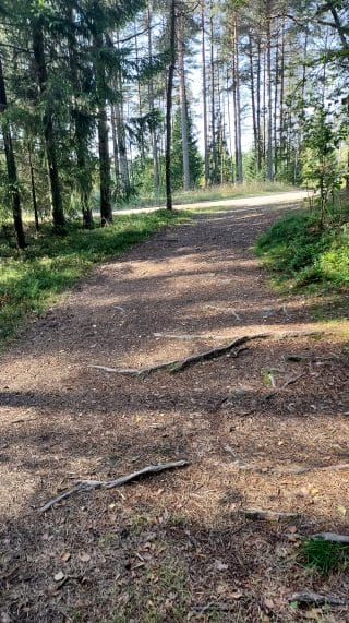 Etualalla maapohjainen polku nousee kohti Harrinniementietä. Harrinniementie kulkee kuvan poikki. Polulla on juurakkoa.