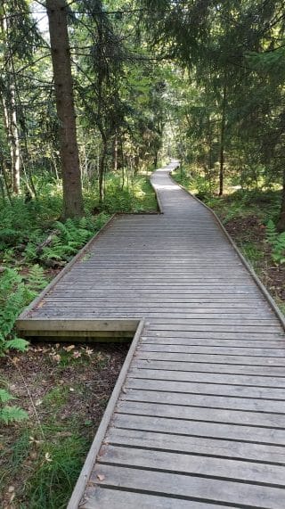 Ohituspaikka vasemmalla puolella polkua. Lankut jatkuvat tasaisena pohjana levennyksessä. 