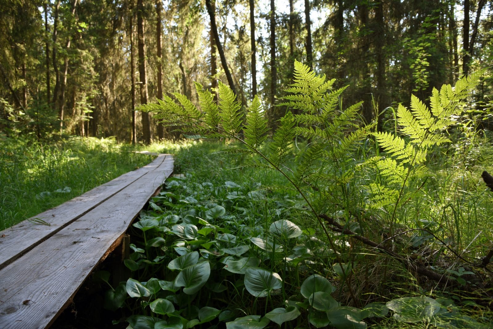Kuvassa etualalla pitkospuut metsässä.