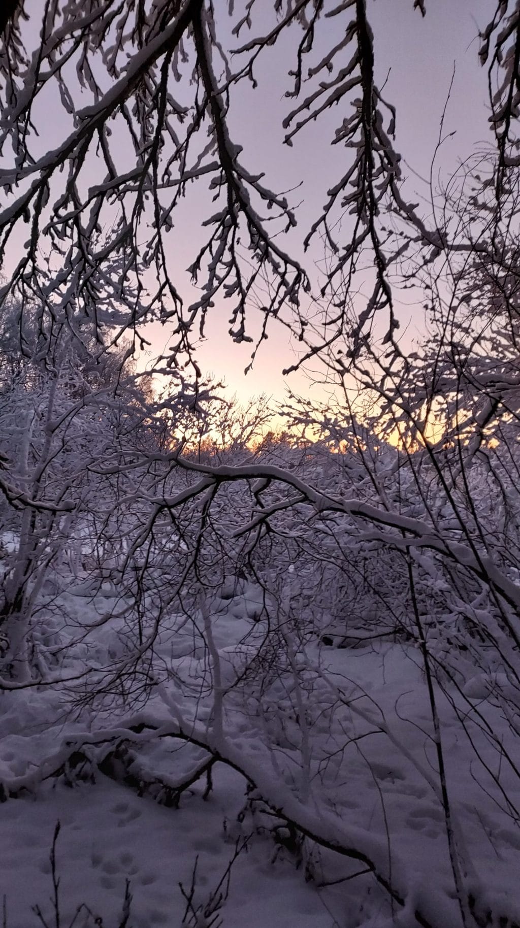 Keltainen auringon kajo on muuttanut loput taivaasta vaaleanpunaiseksi. Etualalla puun oksia ja keskellä lumista maisemaa.