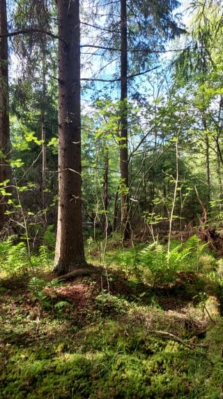 Puun runko aurinkoisessa ja vehreässä ympäristössä. Puiden ja pensaiden lomasta kajastaa sininen taivas.