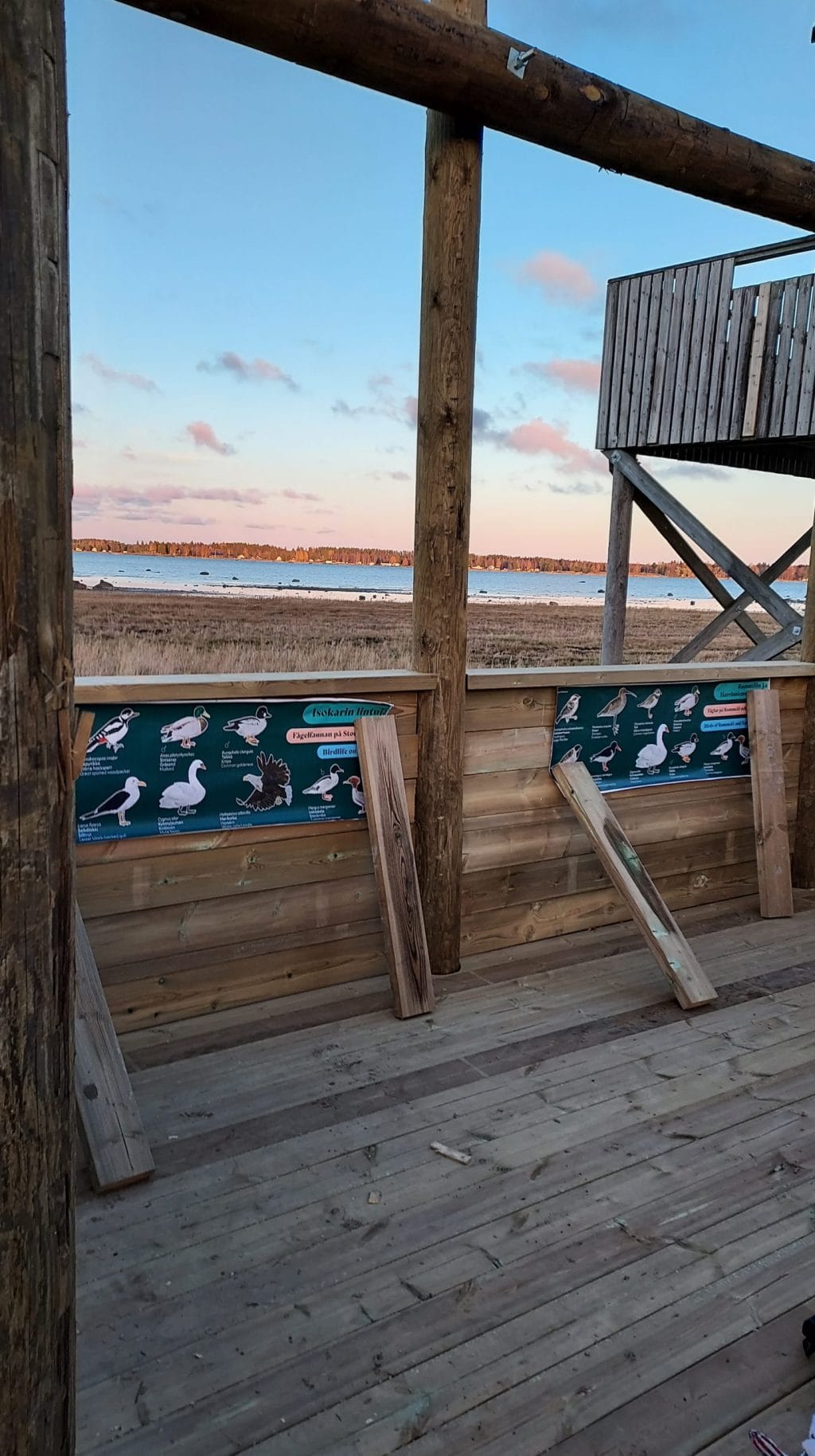 Rummelön uuden lintutornin alimmalta tason kaiteeseen on kiinnitetty paperiset testiversiot uusista lintuopasteista. Taustalla näkyy Rummelön iltamaisemaa ja merta. Taivas on sinisen ja vaaleanpunaisen sävyinen.