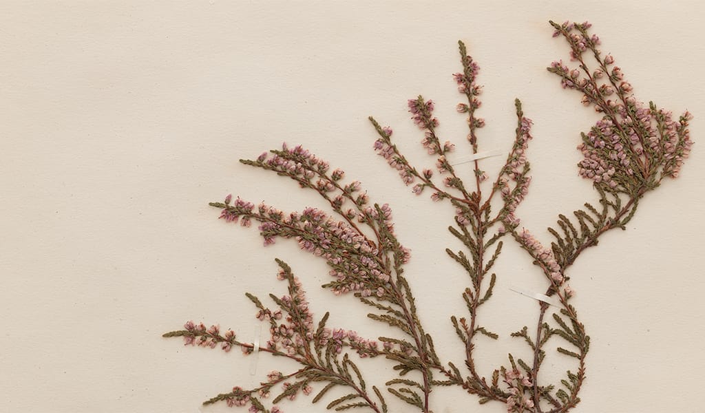 Heather sample from an old herbarium.