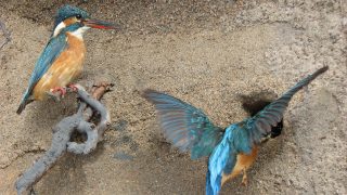 Pair of Common kingfishers at riverbank in Veikko Salkio´s Natural History Collection.