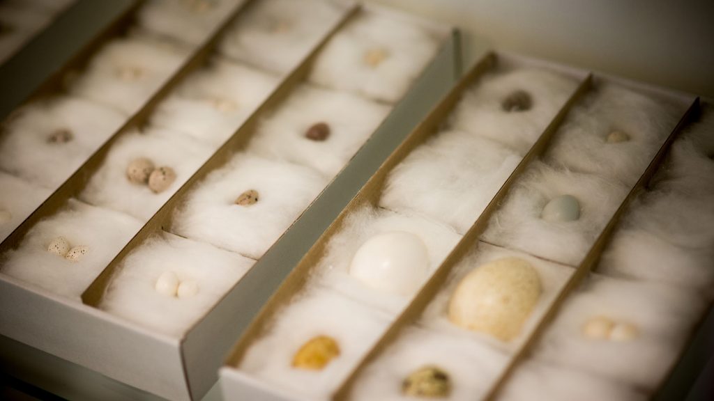 Bird eggs in two cardboard boxes in Kieppi´s Collection.