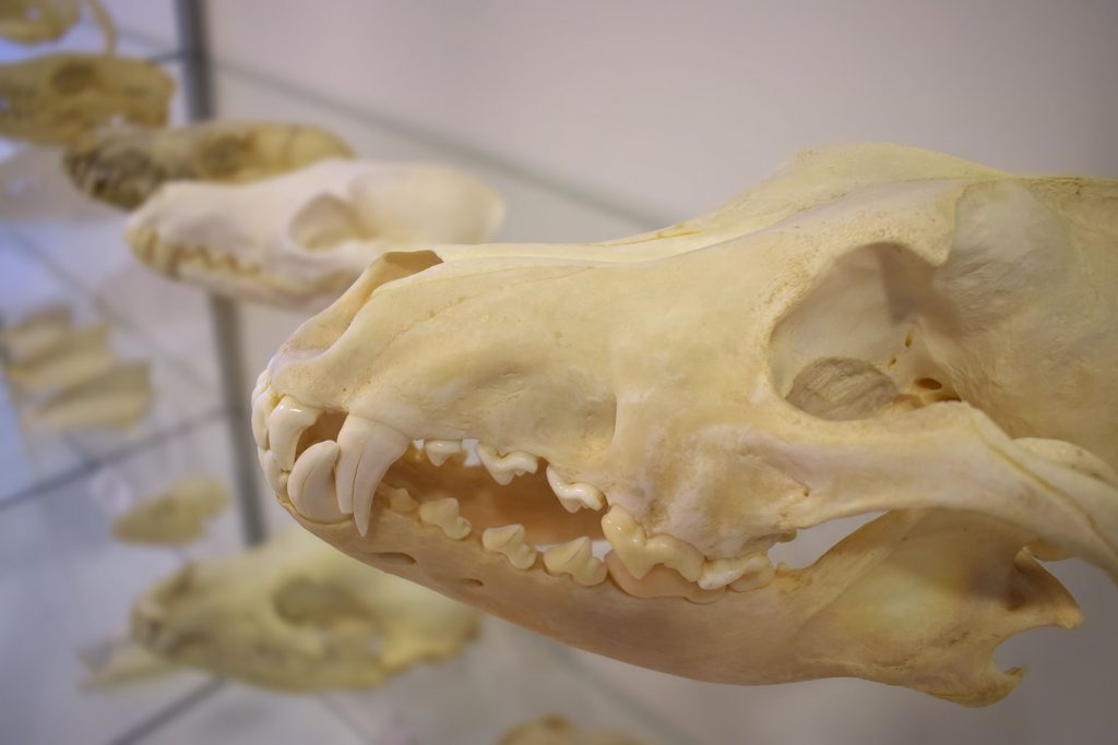 The skulls of Finnish mammals in Veikko Salkio´s Natural History Collection.