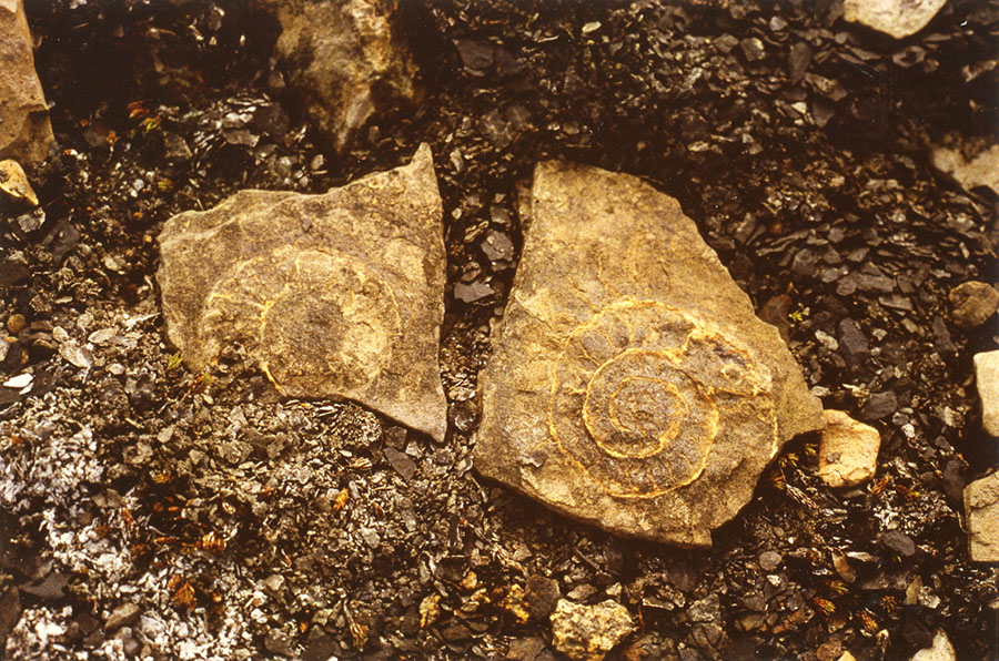 Ammoniittifossiili kohokuviona ja painanteena kahdessa kivessä.