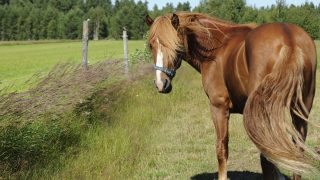 Ruskea, tuuheaharjainen suomenhevonen kesäisellä ja tuulisella pellolla. Hevonen seisoo paikoillaan ja on kääntänyt päänsä kameraa kohti. Hevosen vieressä kasvaa korkeaa heinää ja peltoaukean taustalla on tuuhea metsä.