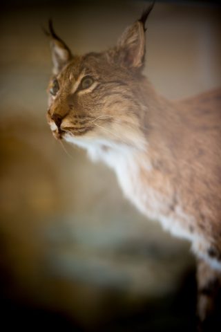 Eurasian lynx in Veikko Salkio´s Natural History Collection.